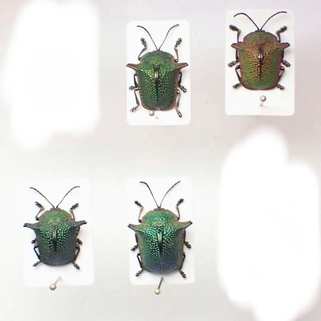 ヒゲブトオサムシCerapterus drescheri? 標本