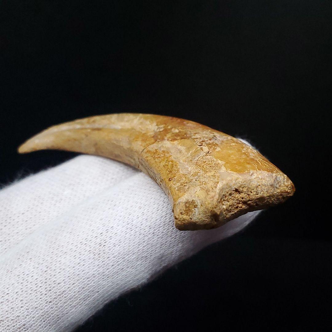 博物館級 アランカ 翼竜 爪 化石 本物 モロッコ産 61.84mm fr67