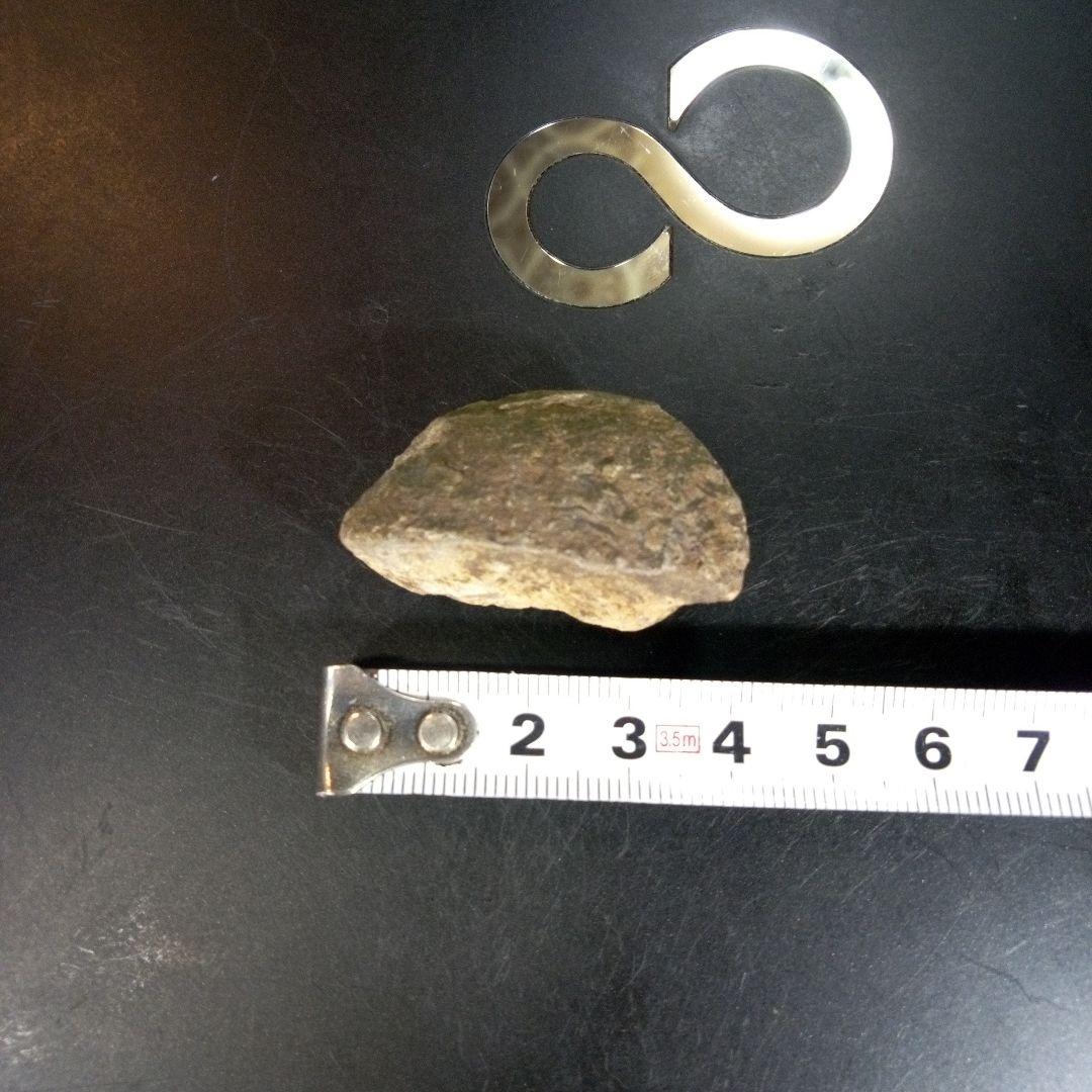 三葉虫 化石 fossil ボリビア産 trilobite ノジュール判別⑦