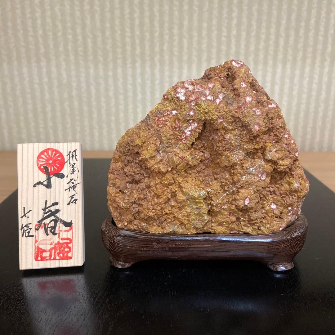 七姫の石歳末フェア最高ランクの桜石☆ 鑑賞石菊花石桜石水石