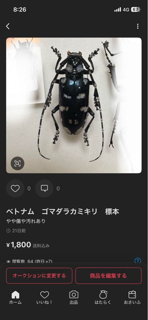 コエポン 様専用 まとめ購入 コガネムシ 標本 ベトナム