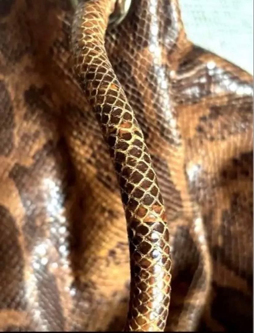 FURLA パイソンレザー バケツ型バッグ