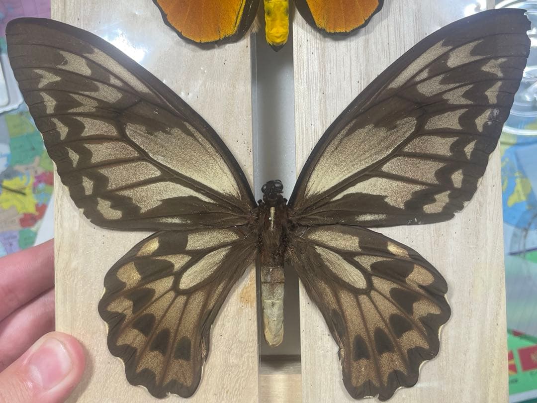 外国産昆虫標本 蝶 アカメガネトリバネアゲハ ペア ハルマヘラ産