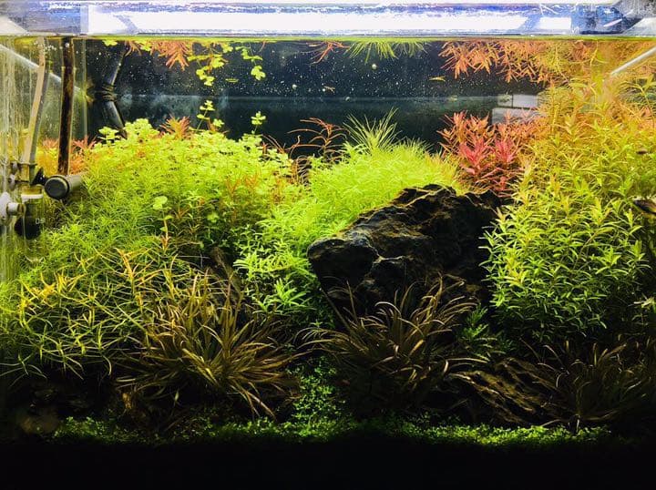 水草トリミング水中葉無農薬無害虫