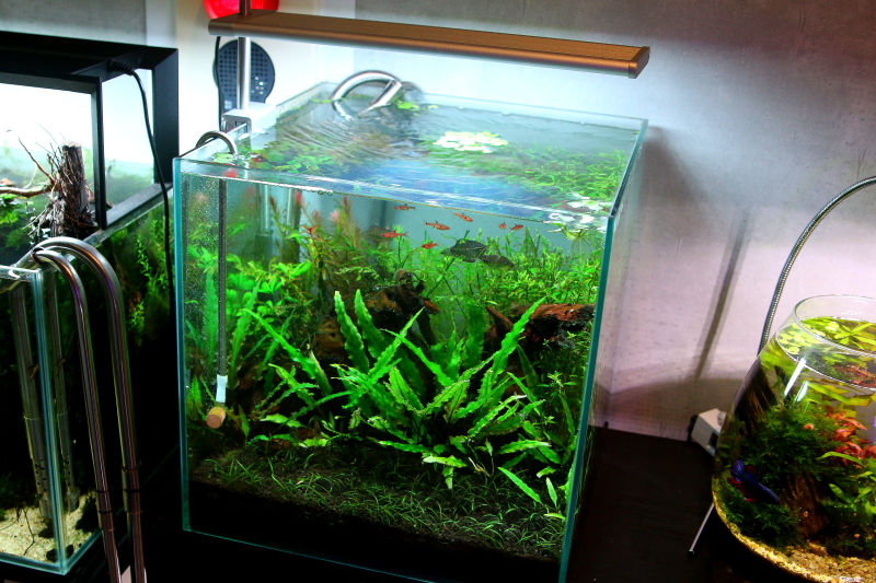 ADA ソルスタンドG 未使用品 ADA ソルスタンドG 未使用品 SOL STAND