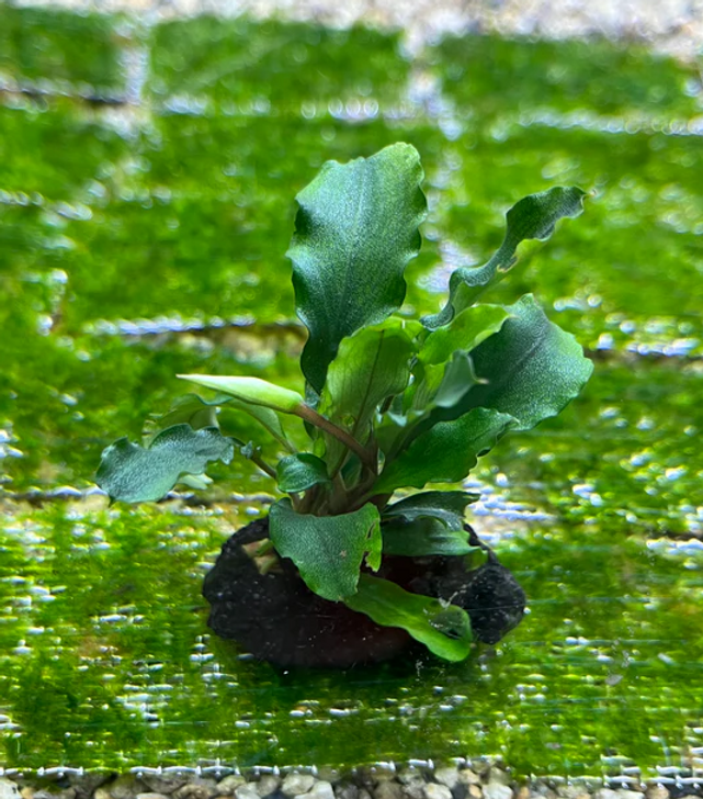 水草 Bucephalandra cv.