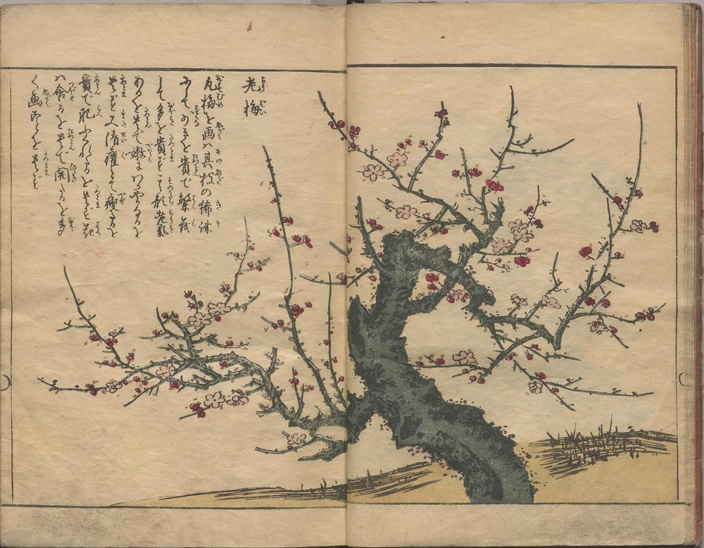 4c55a0_15a2abd56fa24a158ea0e64