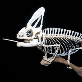 骨格標本 | 剥製 | 骸屋本舗