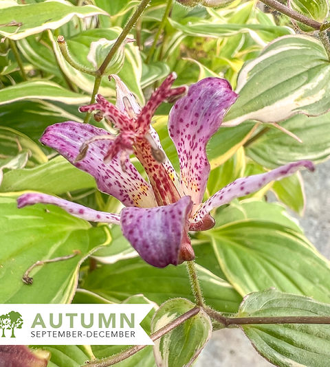 Ninja Star Toad Lily – Tricyrtis formosana 'Kristen' | Shepherdssupply