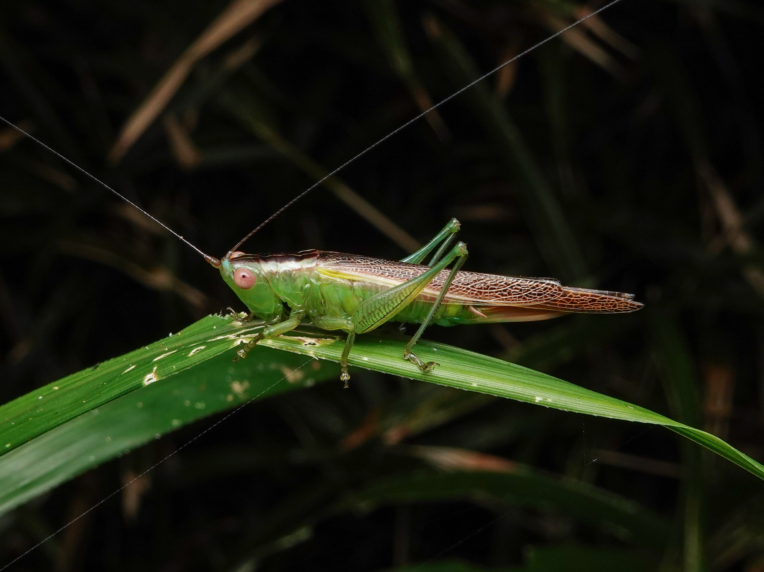 パピリオブッダ（オス、インド・ニルギリ産）
