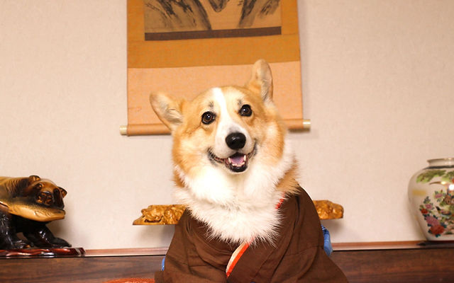 B390.pon2pan2☆犬オーダーお引きずりお着物☆ワンコお引きずりお着物