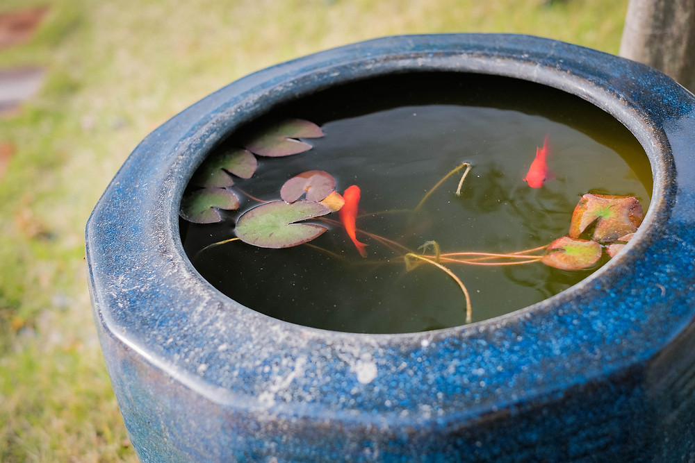 火鉢 陶器 大型 昭和レトロ アンティーク 古民具 金魚鉢 特大 睡蓮鉢
