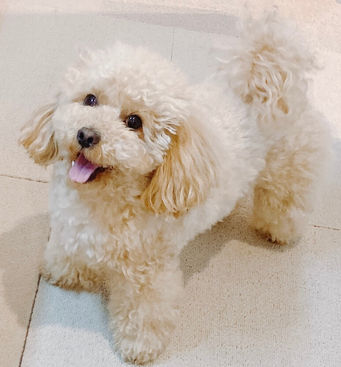 dogcafeosaka | Living with a Toy Poodle「onekura」|