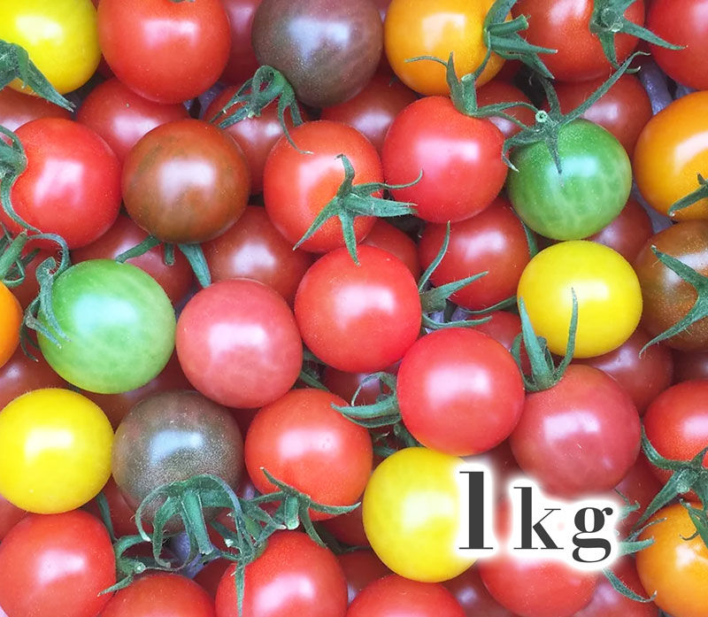 美しいトマト 美品 AI P Auto 55mm F3.5 B578 美しいトマト 美品 AI P