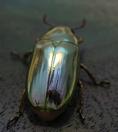 ベイツプラチナコガネ | yamazaki-design