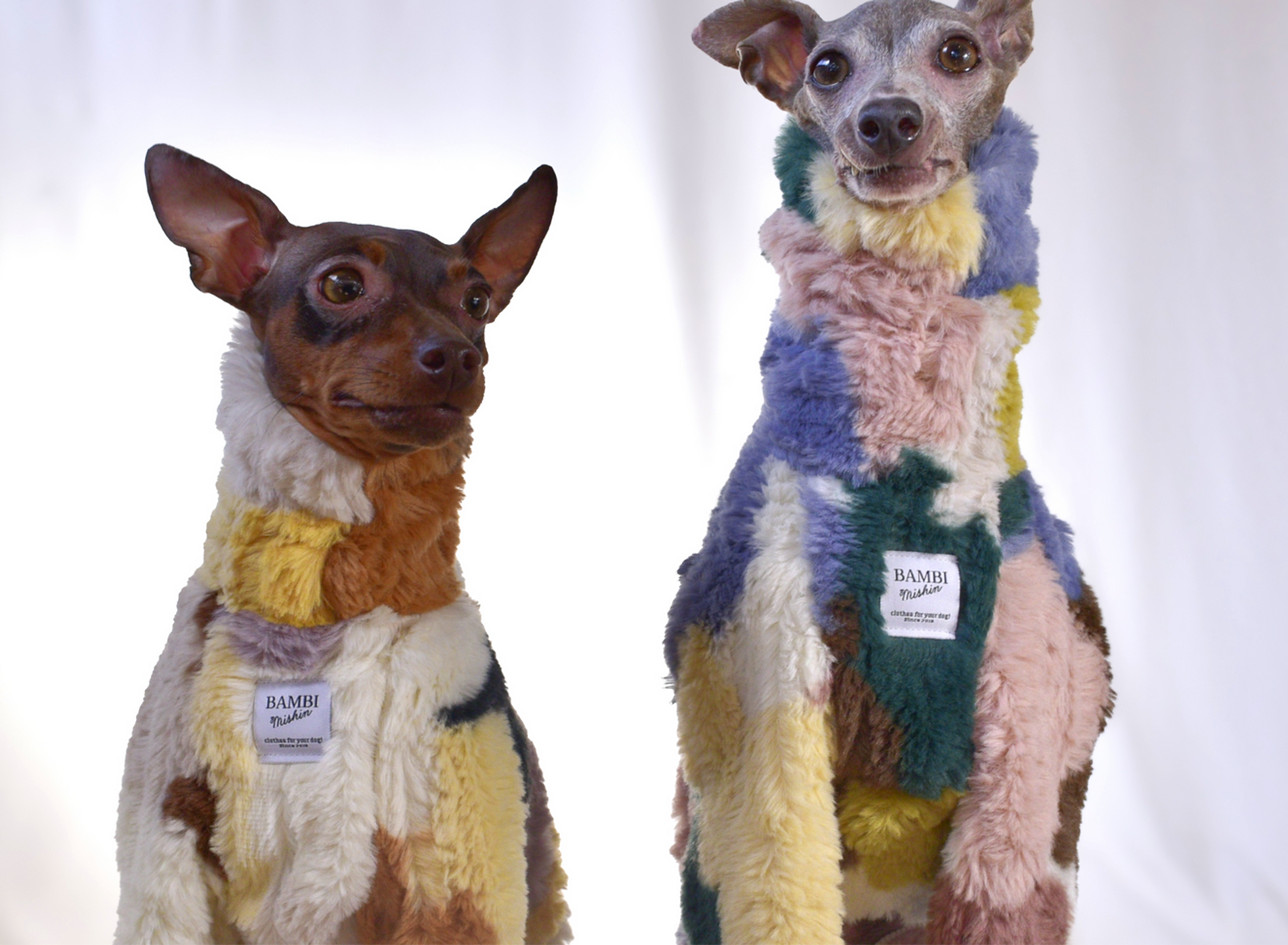 BAMBI MISHIN | イタグレ、ウィペット、ミニピン、トイマンなどの短毛