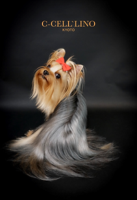 シセルリノ | peass