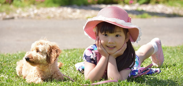 5WAYSセーフティ－ケージ ｜ ペットキャリー専用ケージ│セーフティケージ