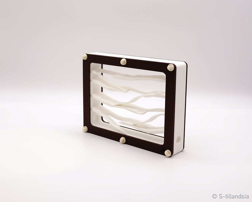 Hybrid Nest type wall ・壁掛タイプ・medium | s-tillandsia Hybrid