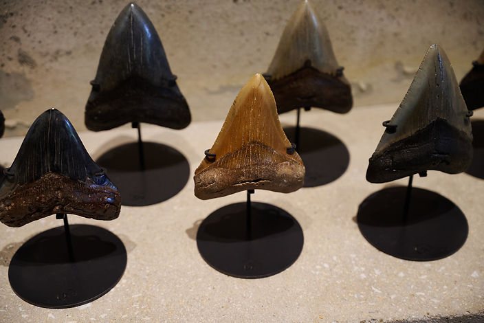 商品紹介】メガロドンの歯の実物化石（新生代新第三紀、アメリカ