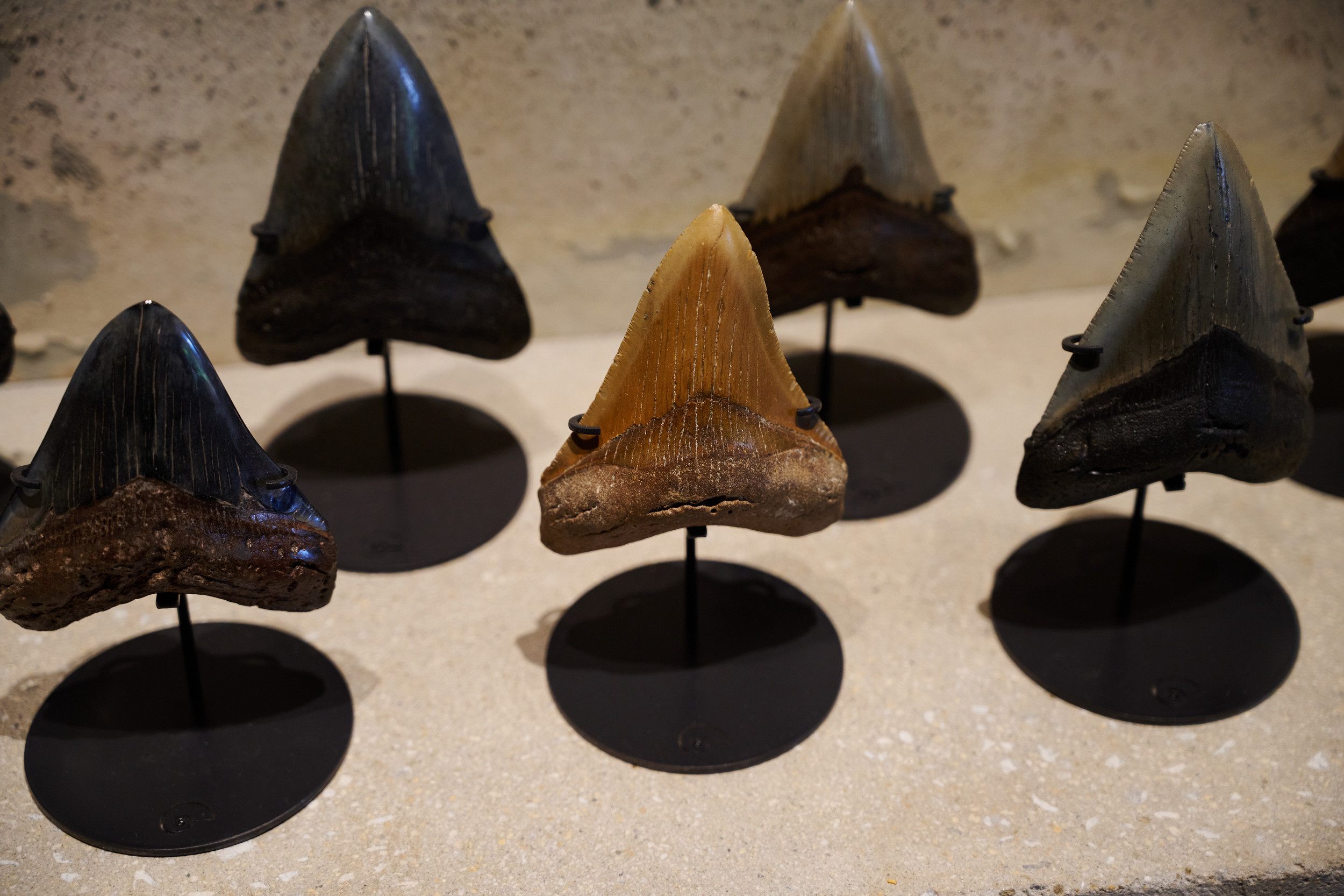 メガロドンの歯化石 【公式通販】