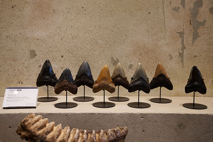 商品紹介】メガロドンの歯の実物化石（新生代新第三紀、アメリカ