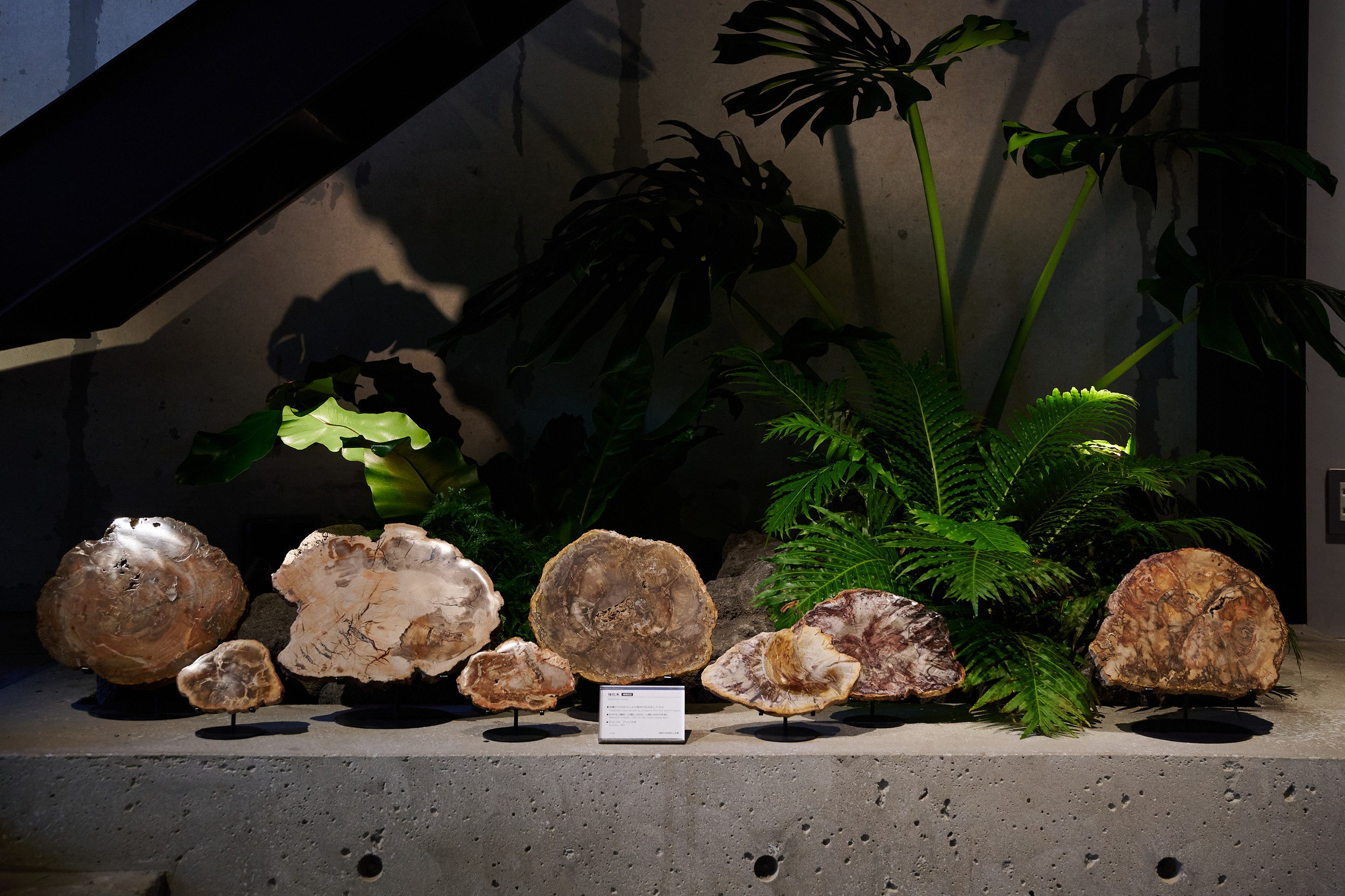 商品紹介】珪化木（中生代三畳紀 、アメリカ・アリゾナ州）