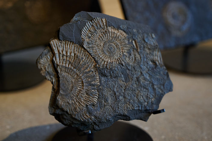 商品紹介】アンモナイトの実物化石（中生代ジュラ紀中期、ドイツ