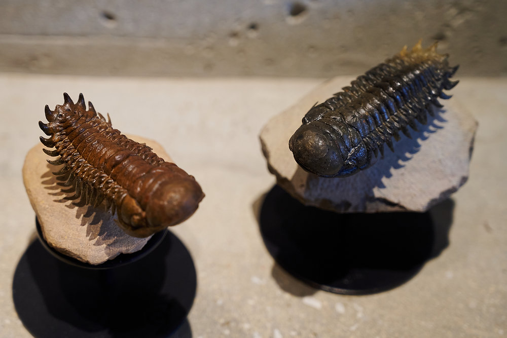 Crotalocephalus gibbus三葉虫化石モロッコ 産