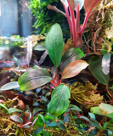 Bucephalandra sp. Pearl gray水上育成株 子株 TB TB便】Bucephalandra