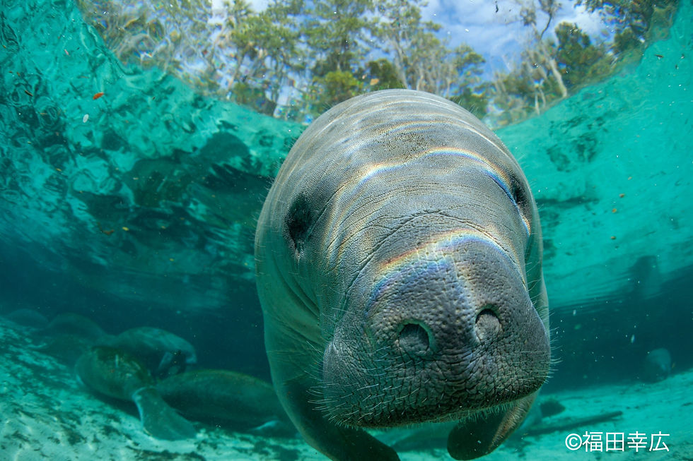 マナティーの湖を元にもどし、ともに生きる未来をつくる