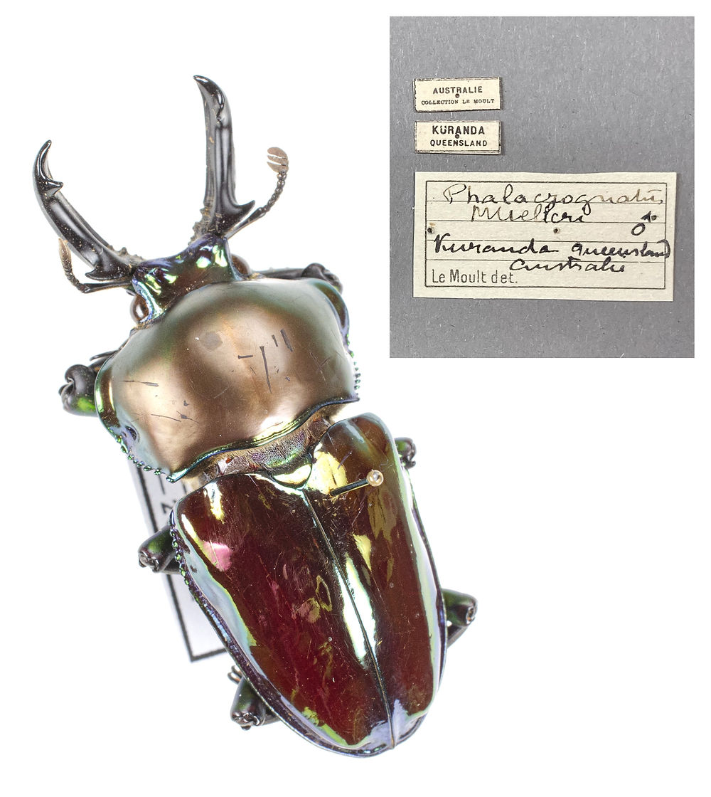 野外品 イイジマゾウカブト 標本 イイジマゾウカブト野外標本 <0406z