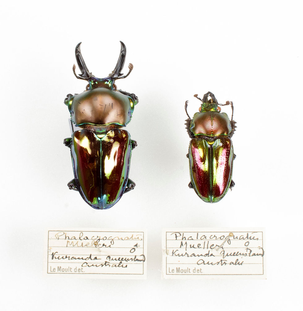 150mm】タイタンオオウスバカミキリ カブトムシクワガタハナムグリ昆虫