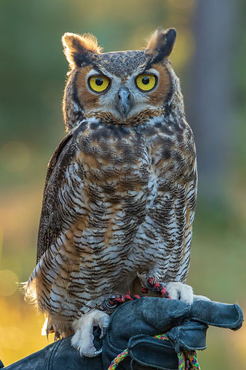 Adopt a Great Horned Owl | Biophilia Center