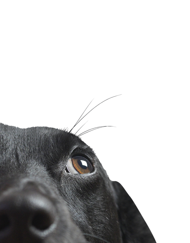 Prime100】はオーストラリアで作られた革新的、機能的なドッグフード