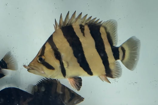 ハンドメイド48cmダトニオ シャムタイガーフィギュアレプリカ置物魚