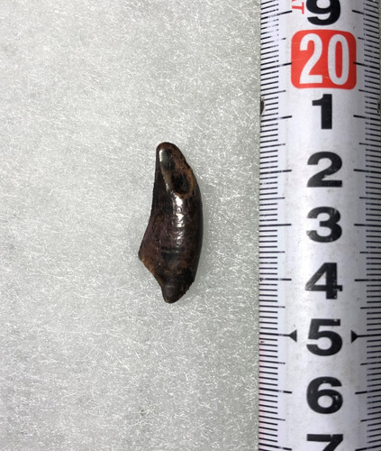 ナノティラヌス実物歯化石a-7 | paleo-science