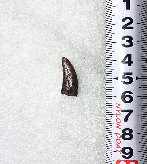 ナノティラヌス実物歯化石a-8 | paleo-science