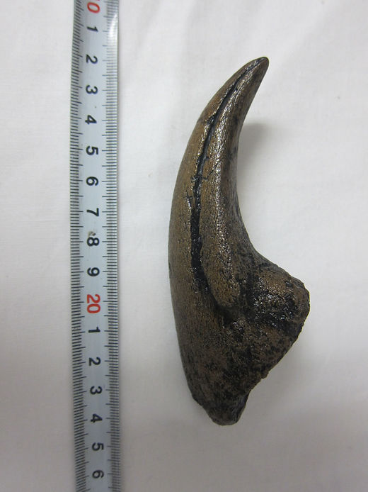 アロサウルス 爪 化石 レプリカ 約171.62mm arr17 【公式通販】