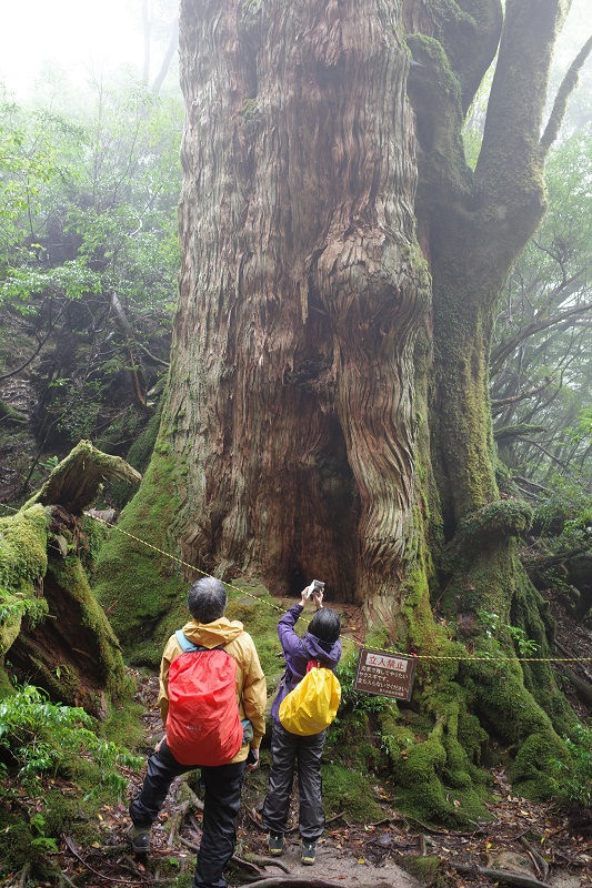 屋久杉 【公式通販】