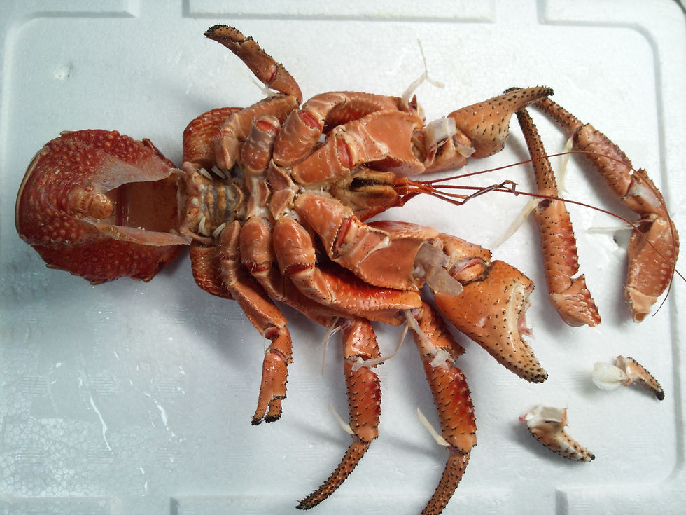 u*d様 現地土産品 ヤシガニ 剥製 標本 約50センチ 現地土産品 ヤシガニ