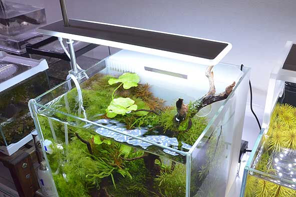 DOOA システム水槽。