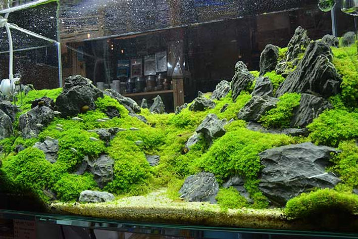 水槽、水槽台、龍王石、流木セット