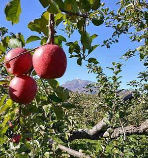 ショップ | 津軽りんご加工センター