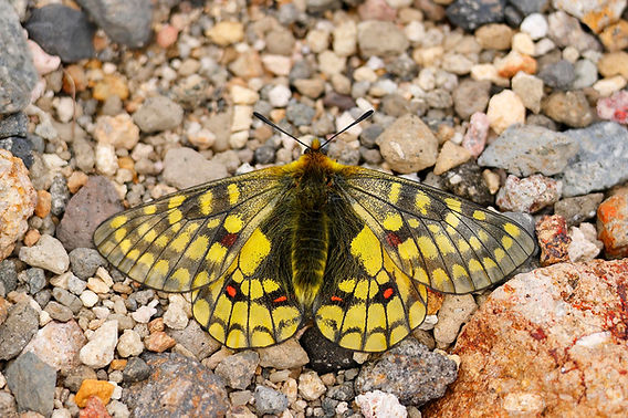 規制前採集品 ウスバキチョウ北海道大雪山 規制前採集品 ウスバ