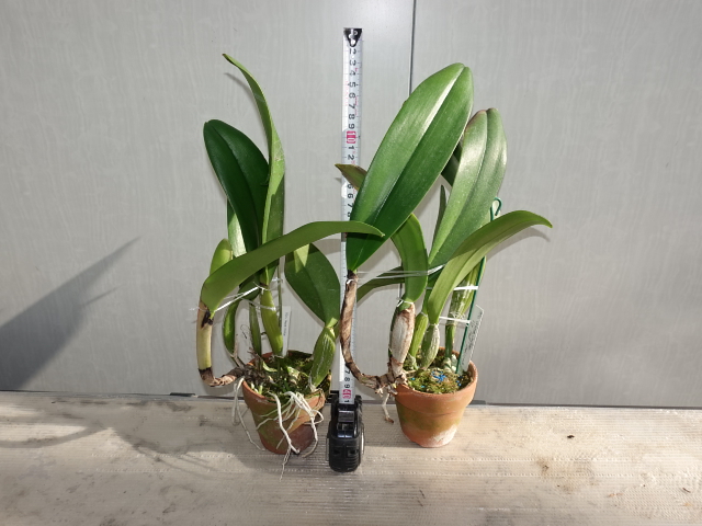 イタリア メリ・ピエーロ社『Flesh for the garden』A・リンチ