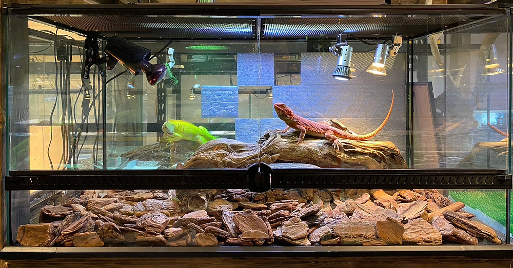 爬虫類飼育セット フトアゴヒゲトカゲ ヒョウモントカゲモドキ レオパ