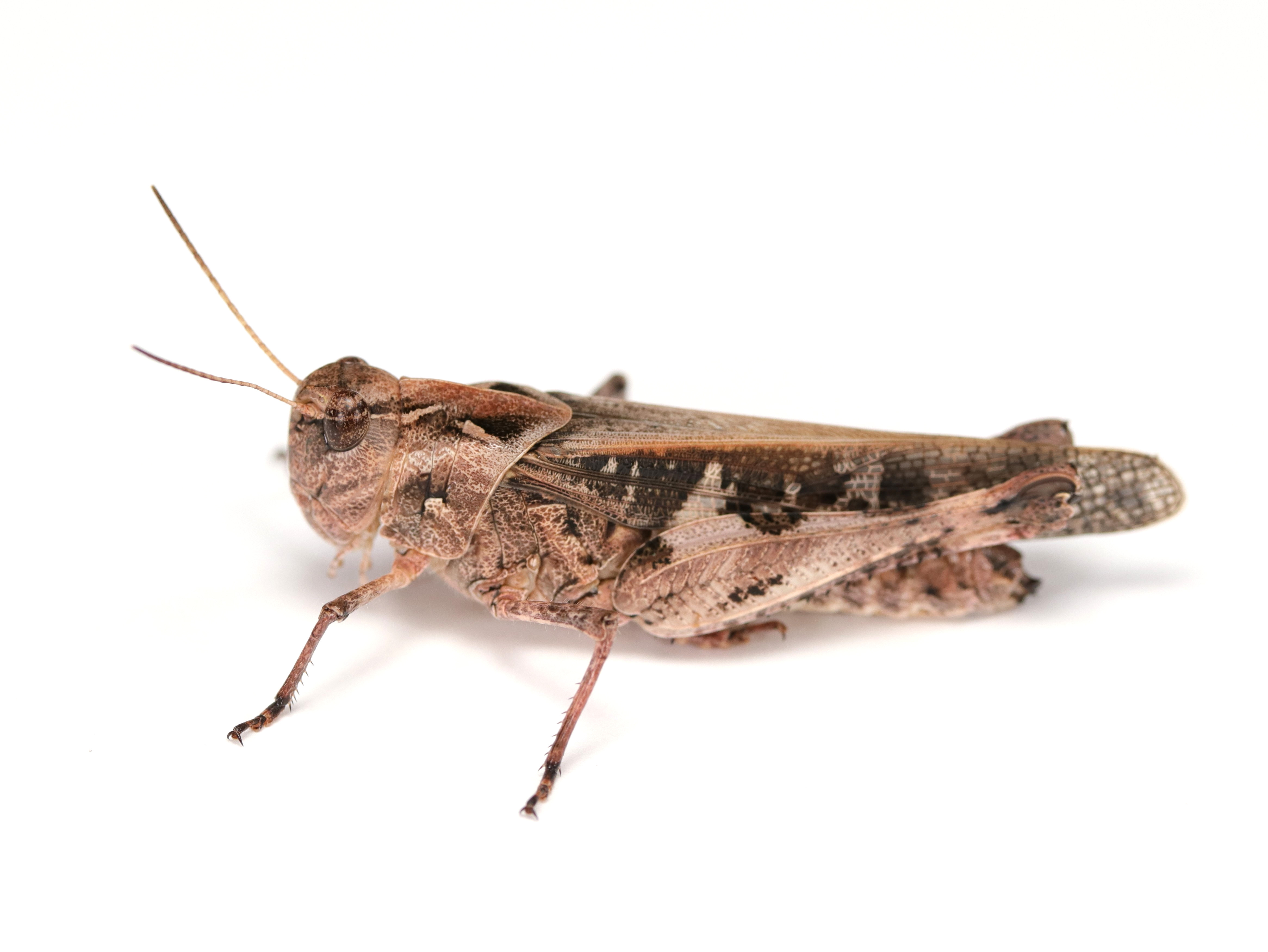 パピリオブッダ（1オス、インド・ニルギリ産） 【公式通販】