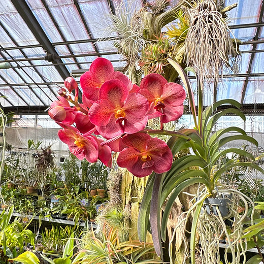 原種洋蘭大図鑑 Treasury of Native Orchids 原種洋蘭大図鑑 | 白石