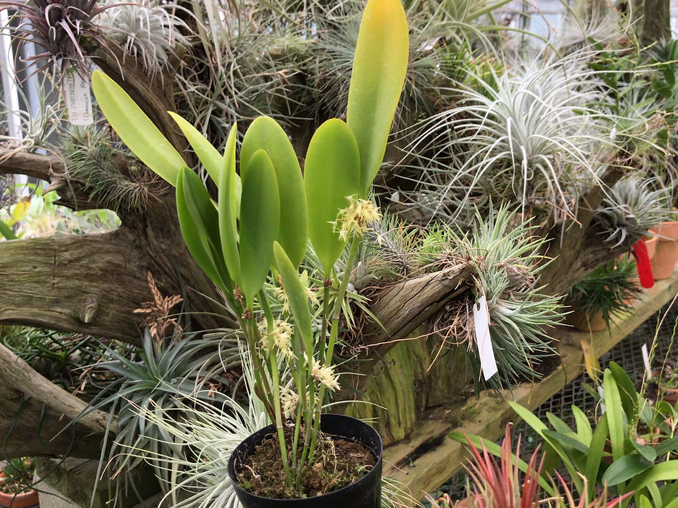 原種洋蘭大図鑑 Treasury of Native Orchids 原種洋蘭大図鑑 | 白石 茂